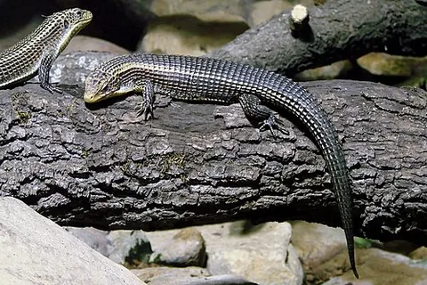 Un animal de la famille Gerrhosauridae