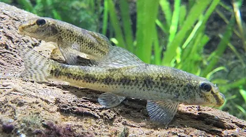Abbottina rivularis