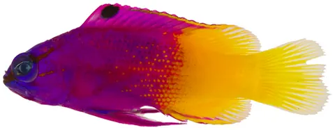 Un animal de la famille Grammatidae
