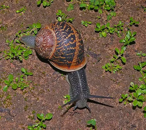 Cornu aspersum