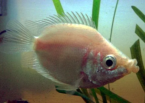 Un animal de la famille Helostomatidae