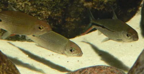 Hemiodus gracilis