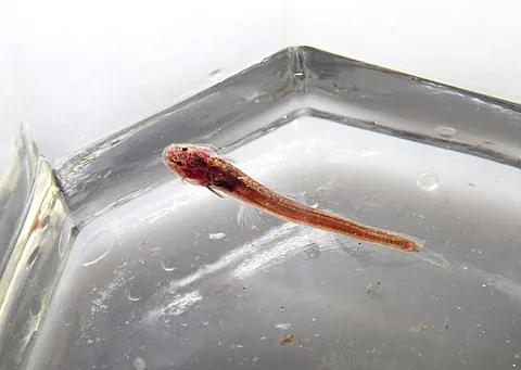 Un animal de la famille Heptapteridae