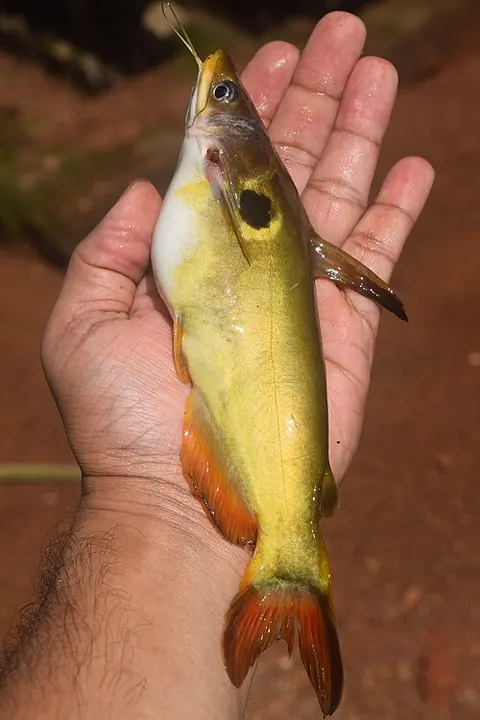 Horabagrus brachysoma