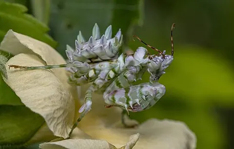 Pseudocreobotra wahlbergii
