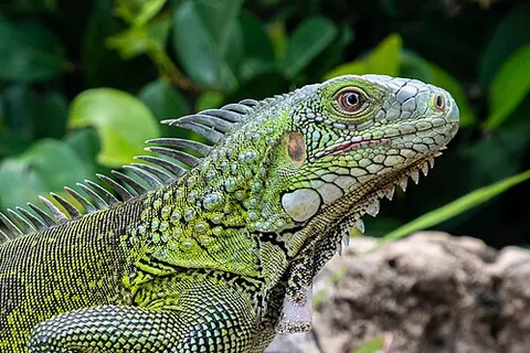 Iguana iguana