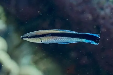 Labroides dimidiatus