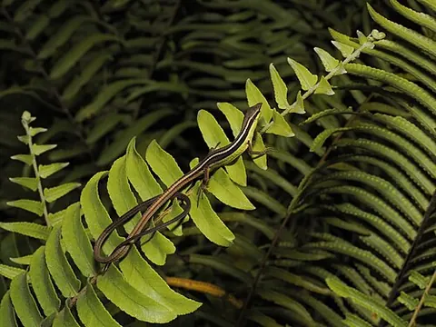 Takydromus sexlineatus