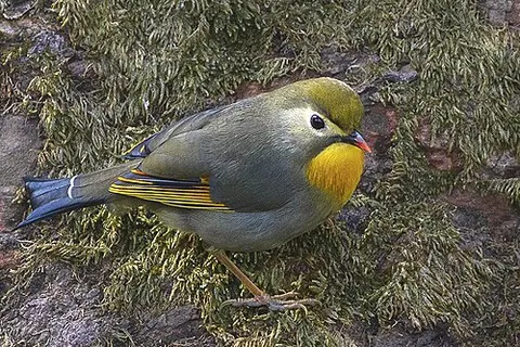 Leiothrix lutea