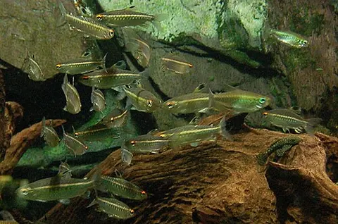 Arnoldichthys spilopterus