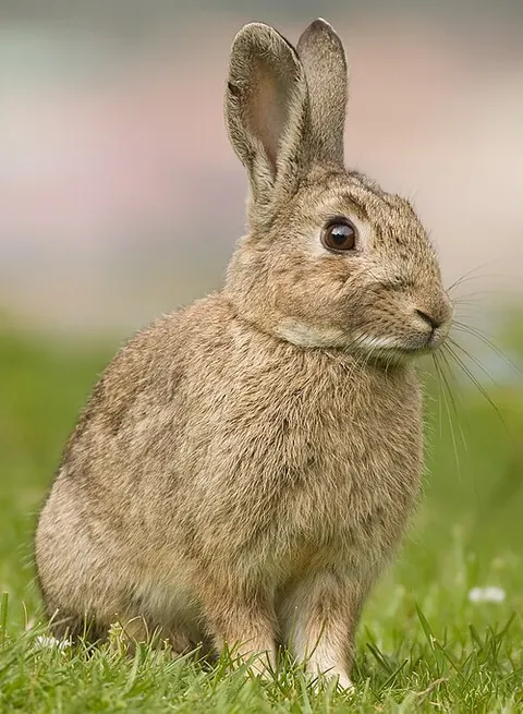 Oryctolagus cuniculus