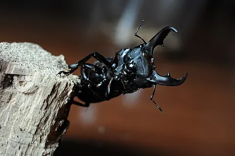 Dorcus titanus