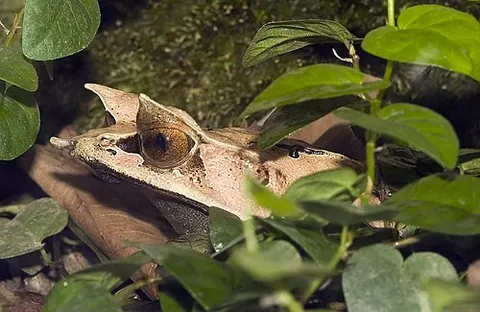 Un animal de la famille Megophryidae