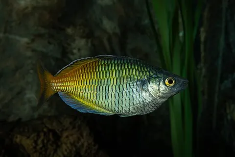 Melanotaenia boesemani