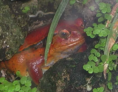 Dyscophus antongilii