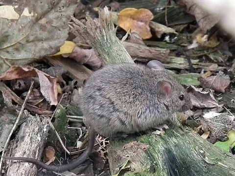 Mus musculus