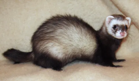 Mustela putorius furo