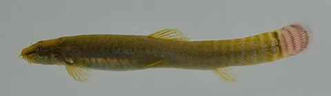 Aborichthys elongatus