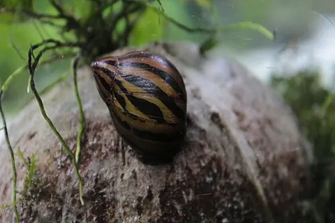 Vittina natalensis
