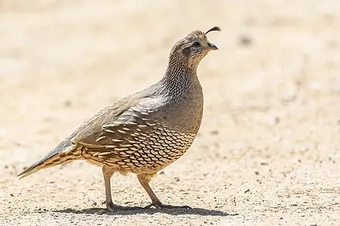 Callipepla californica