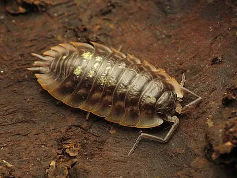 Oniscus asellus