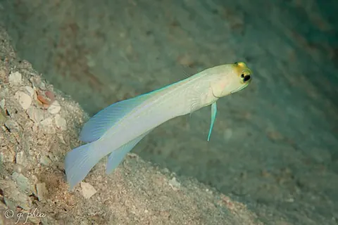 Opistognathus aurifrons