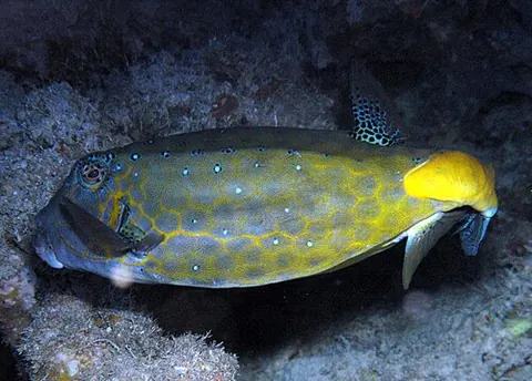 Ostracion cubicus