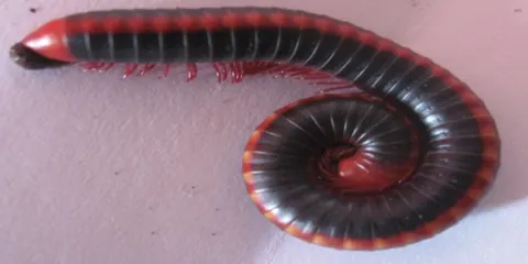 Un animal de la famille Pachybolidae