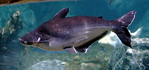 Pangasianodon hypophthalmus