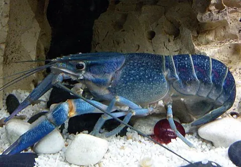 Cherax quadricarinatus