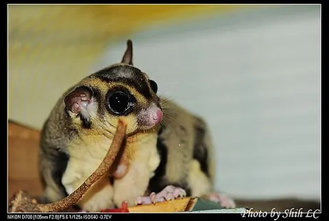 Petaurus breviceps