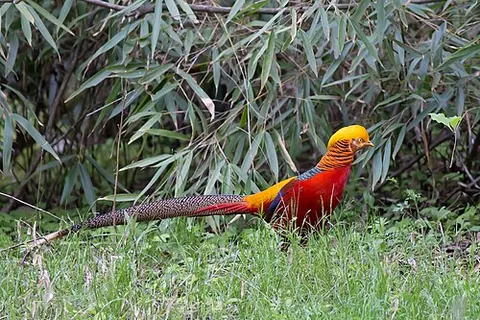 Chrysolophus pictus