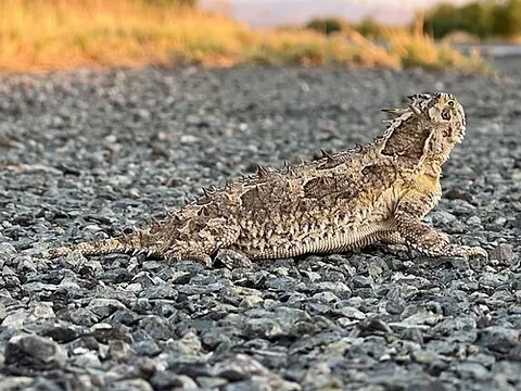 Phrynosoma cornutum