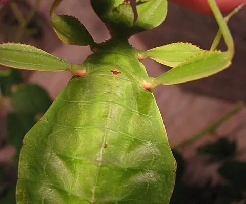 Phyllium philippinicum