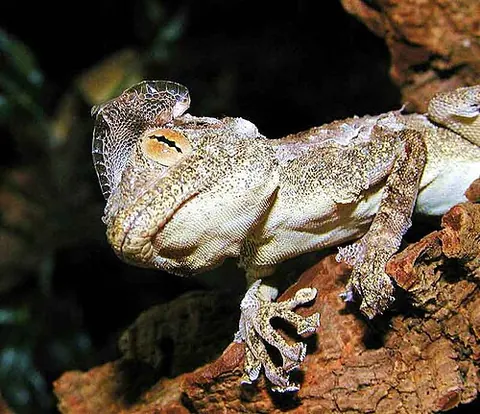 Ptyodactylus hasselquistii
