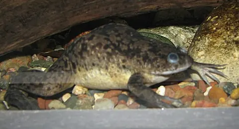 Xenopus laevis
