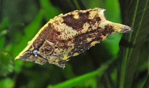 Monocirrhus polyacanthus
