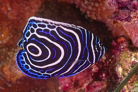 Pomacanthus imperator