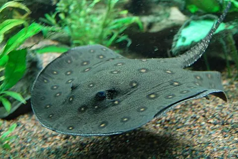 Potamotrygon motoro