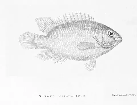 Pristolepis marginata