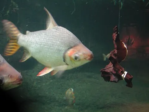 Semaprochilodus insignis