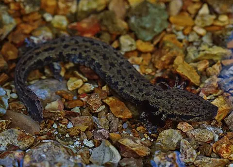 Necturus maculosus