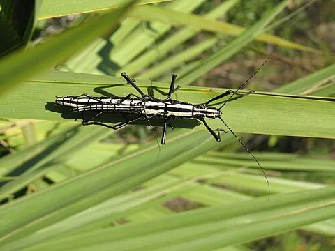 Anisomorpha buprestoides