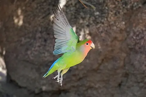 Agapornis roseicollis