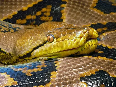 Malayopython reticulatus