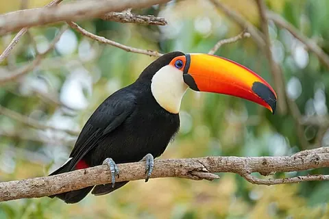 Ramphastos toco