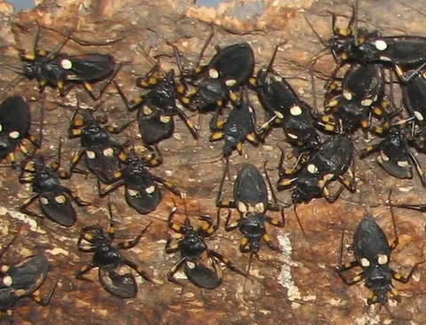 Platymeris biguttatus