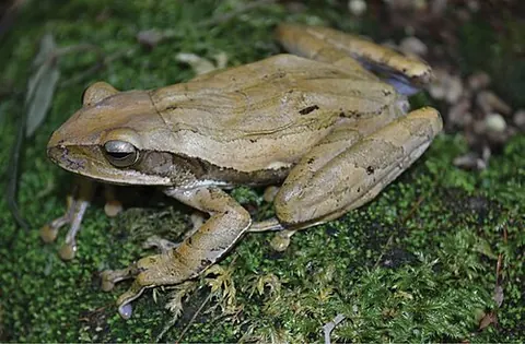 Polypedates leucomystax