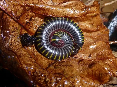 Anadenobolus monilicornis