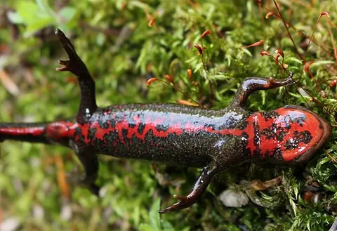 Cynops pyrrhogaster